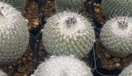 Epithelantha unguispina 12 Pieces Seeds