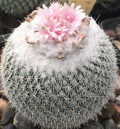Epithelantha unguispina 12 Pieces Seeds
