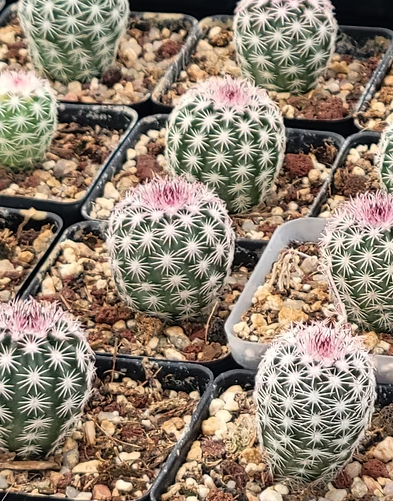 Echinocereus pseudopectinatus 10 Pieces Seeds