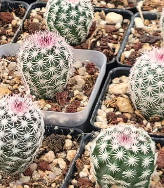 Echinocereus pseudopectinatus 10 Pieces Seeds
