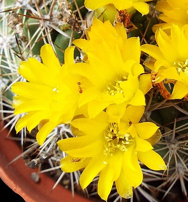 Weingartia platygona 10 Pieces Seeds