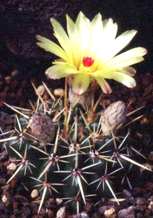 Notocactus submammulosus var. minor 10 Pieces Seeds