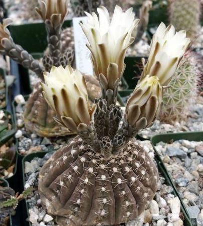 Gymnocalycium ragonesii 10 Pieces Seeds
