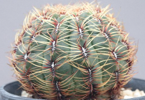 Oroya Laxiareolata 10 Pieces Seeds