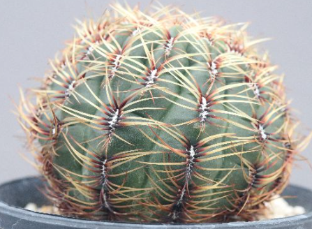 Oroya Laxiareolata 10 Pieces Seeds