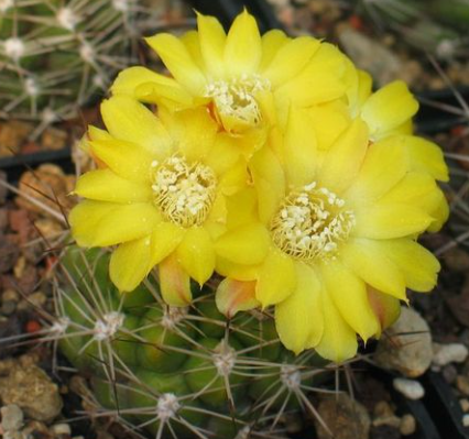 Weingartia cintiensis 10 Pieces Seeds