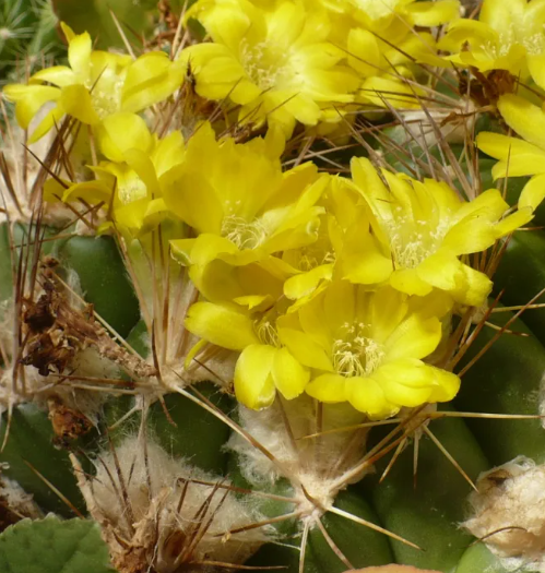 Weingartia cintiensis 10 Pieces Seeds
