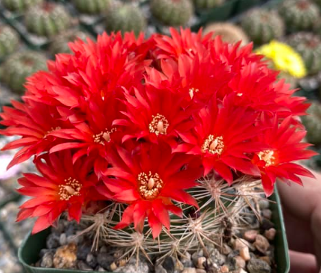 Weingartia trollii 10 Pieces Seeds