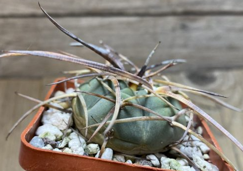 Gymnocalycium armatum 10 Pieces Seeds