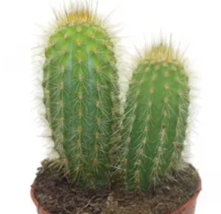Pilosocereus chrysostele 10 Pieces Seeds