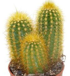 Pilosocereus chrysostele 10 Pieces Seeds
