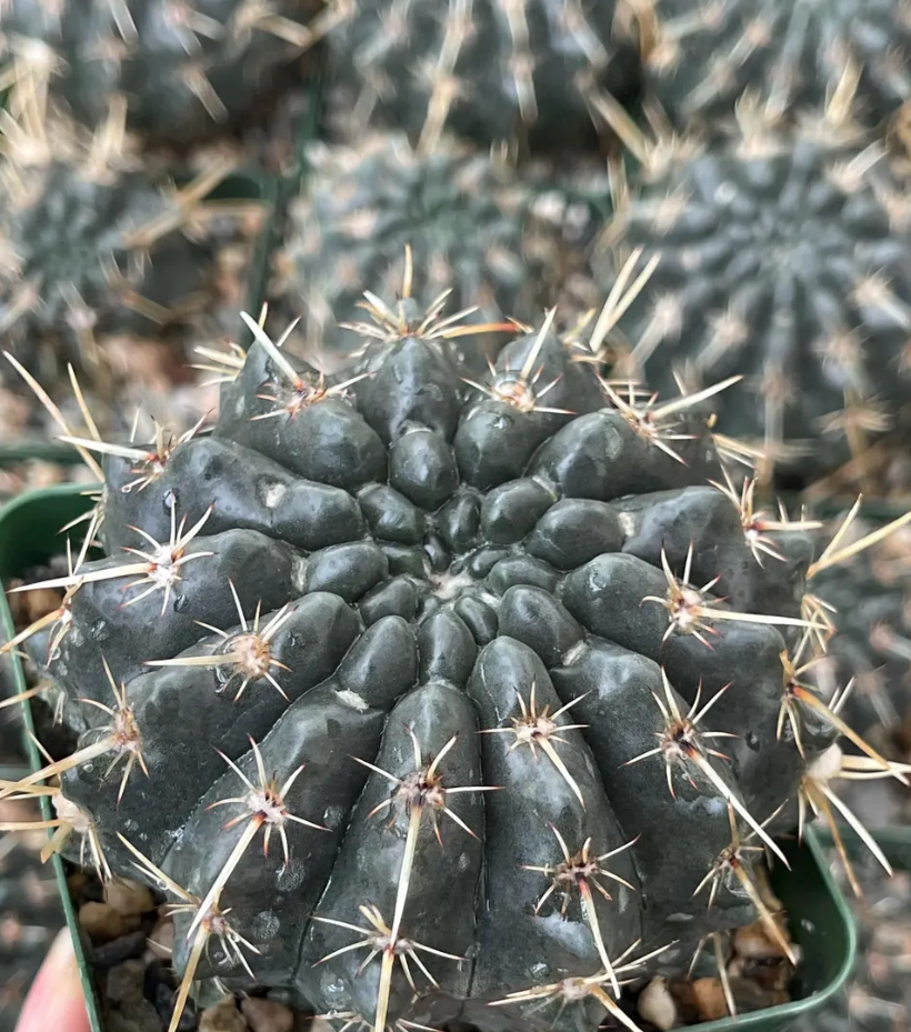 Notocactus Turecekianus 10 Pieces Seeds