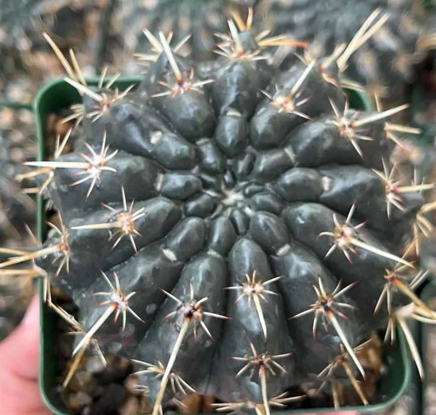 Notocactus Turecekianus 10 Pieces Seeds