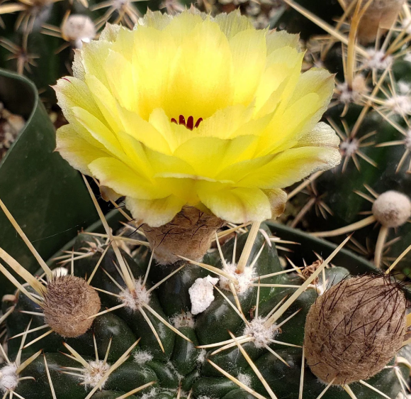 Notocactus Turecekianus 10 Pieces Seeds