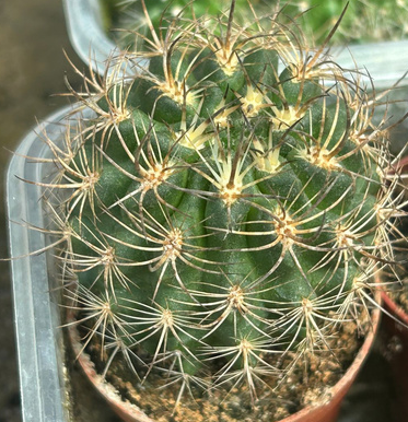 Eriosyce limariensis 10 Pieces Seeds