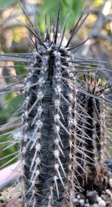 Setiechinopsis mirabilis 10 Pieces Seeds