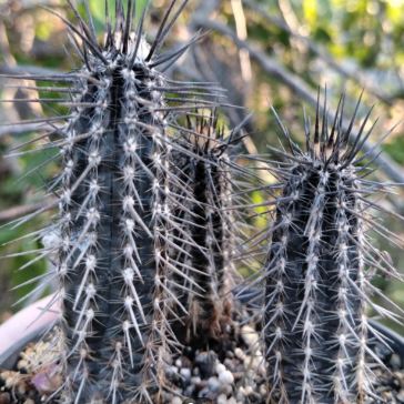 Setiechinopsis mirabilis 10 Pieces Seeds