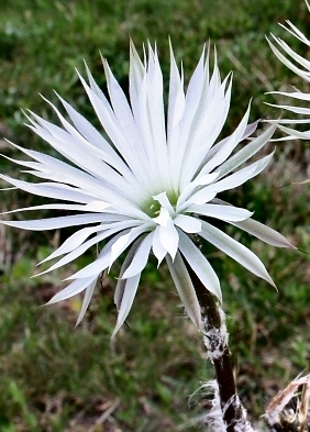 Setiechinopsis mirabilis 10 Pieces Seeds