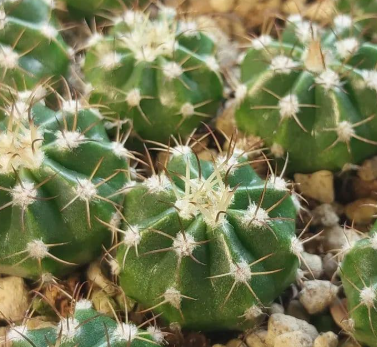 Melocactus curvispinus 15 Pieces Seeds
