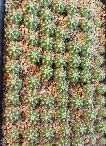 Melocactus curvispinus 15 Pieces Seeds