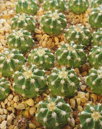 Melocactus curvispinus 15 Pieces Seeds