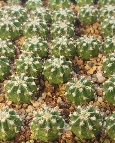 Melocactus curvispinus 15 Pieces Seeds