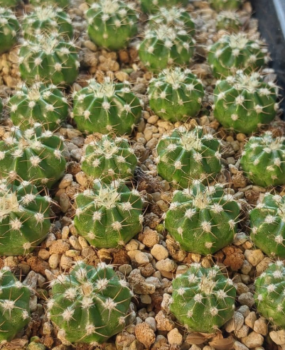 Melocactus curvispinus 15 Pieces Seeds