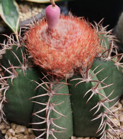 Melocactus curvispinus 15 Pieces Seeds