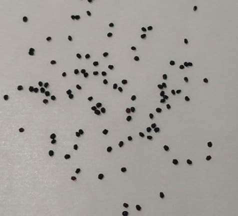 Melocactus curvispinus 15 Pieces Seeds