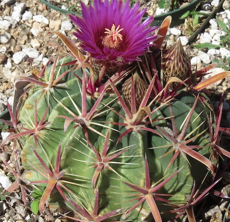 Ferocactus latispinus 10 Pieces Seeds