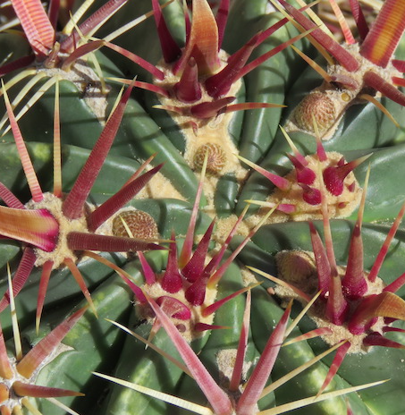 Ferocactus latispinus 10 Pieces Seeds