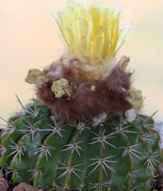 Notocactus winkleri 10 Pieces Seeds