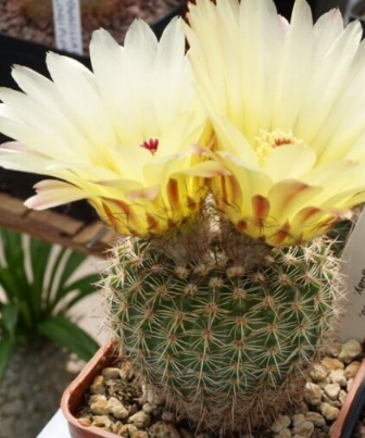 Notocactus winkleri 10 Pieces Seeds