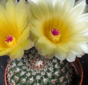 Notocactus winkleri 10 Pieces Seeds