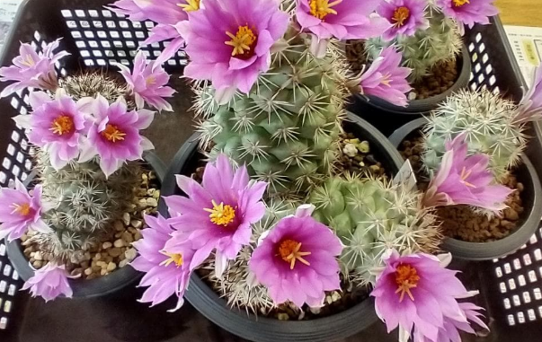 Mammillaria schumannii 10 Pieces Seeds