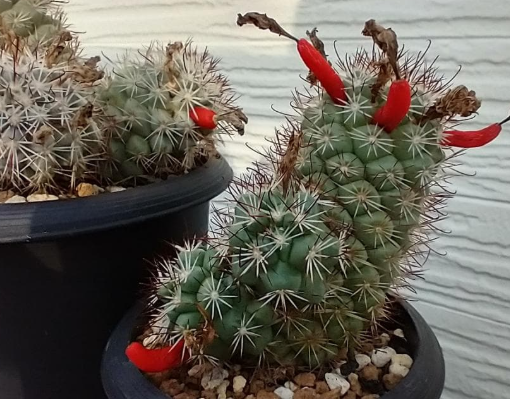 Mammillaria schumannii 10 Pieces Seeds