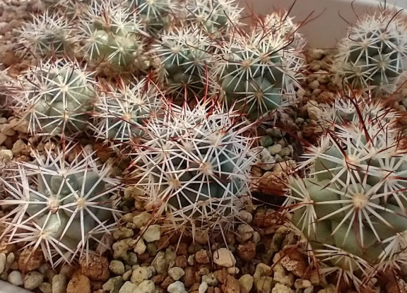 Mammillaria schumannii 10 Pieces Seeds
