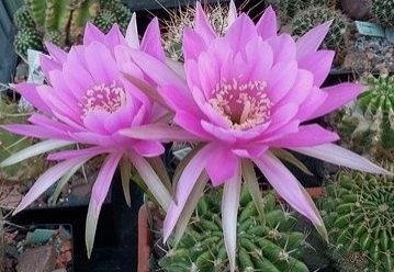 Echinopsis Obrepanda 10 Pieces Seeds