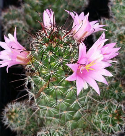 Mammillaria sheldonii 10 Pieces Seeds