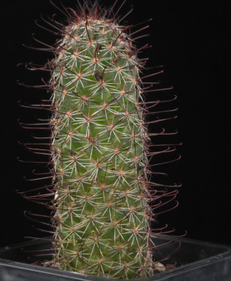 Mammillaria sheldonii 10 Pieces Seeds