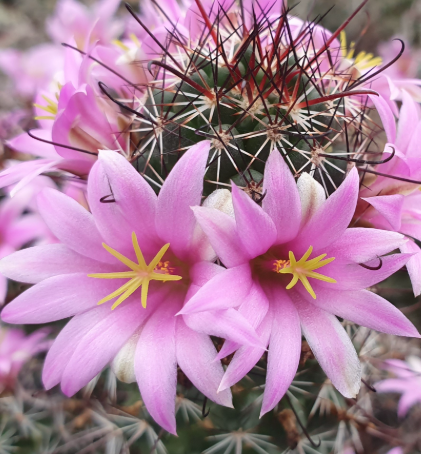 Mammillaria sheldonii 10 Pieces Seeds
