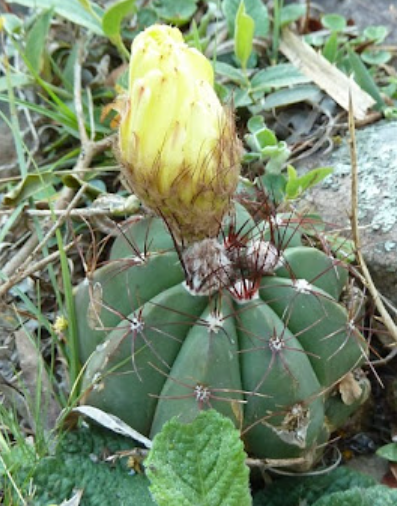 Notocactus oxycostatus 10 Pieces Seeds