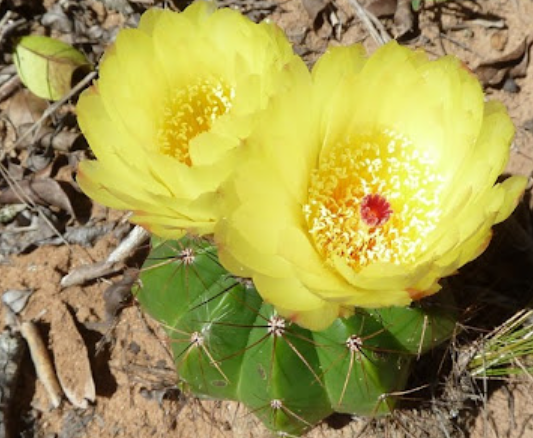 Notocactus oxycostatus 10 Pieces Seeds