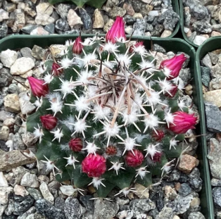 Mammillaria priessnitzii 10 Pieces Seeds