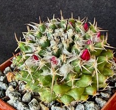 Mammillaria priessnitzii 10 Pieces Seeds