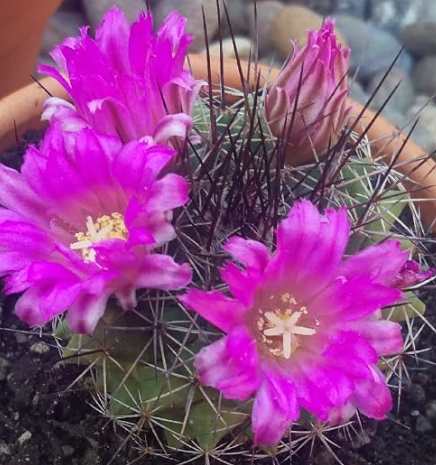 Mammillaria melanocentra 10 Pieces Seeds