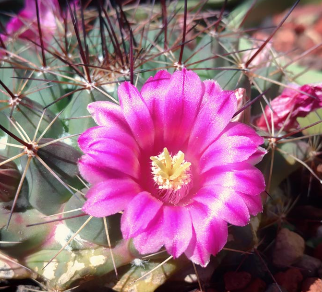 Mammillaria melanocentra 10 Pieces Seeds