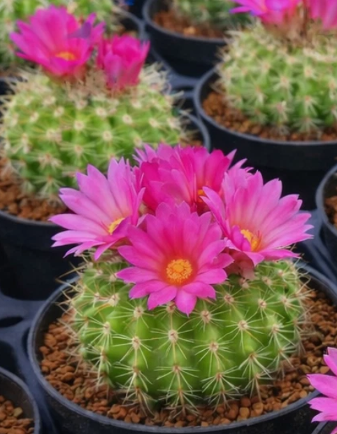 Notocactus herteri 10 Pieces Seeds