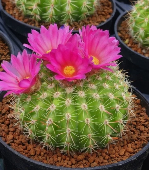 Notocactus herteri 10 Pieces Seeds