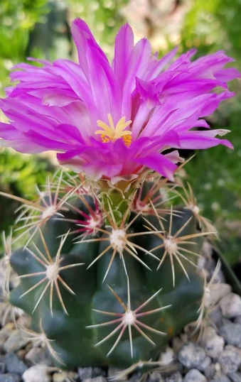 Thelocactus bueckii 10 pieces Seeds